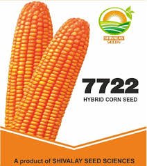 Hybrid Maize Seeds